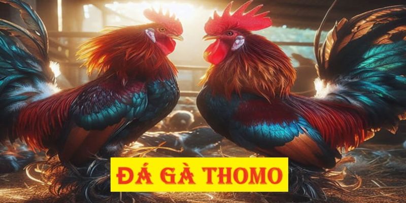 Khám phá hình thức chơi chọi gà Thomo hôm nay tại 79King